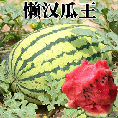 种子瓜王懒汉西瓜巨型有籽麒麟美都甜王种籽春季四季水果蔬菜种孑