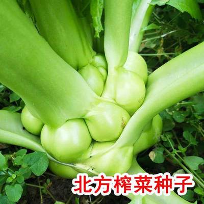 特大榨菜种子北方四川光头菜芥菜种籽孑四季蔬菜秋季高产菜籽菜种