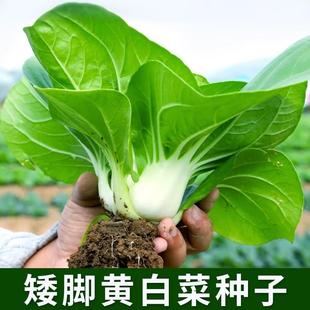 白菜黄矮脚种子矮大头将军小白菜种籽春秋农家菜园阳台盆栽蔬菜孑