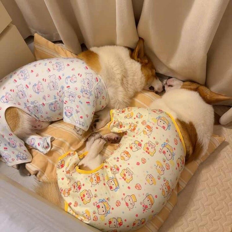 宠物四脚衣遛狗防脏小中大型犬小睡衣柯基金毛比熊厂家