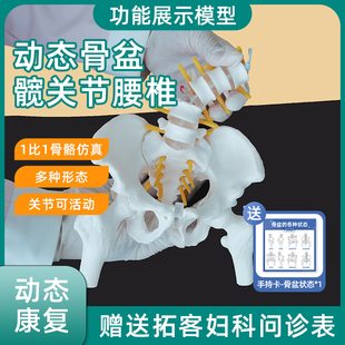 迷你女人体小骨盆可动模型教学教具挂件髋骨康复妇产科腰椎医用