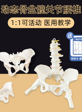 产康教学女性腰椎骨盆模型