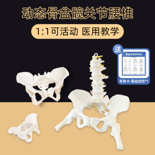 女性骨盆模型动态解剖盆底教学腰椎可活动人体康复培训骨架恢复