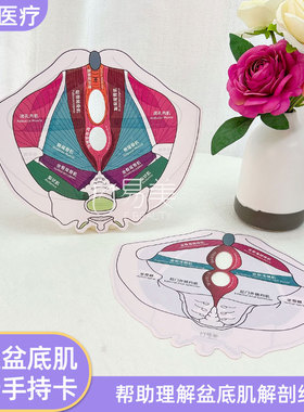 女性盆底肌分析手持卡盆底肌解剖结构工具医学康复专业辅助教具