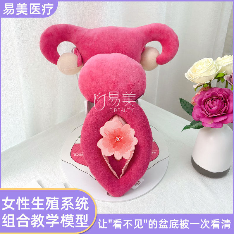女性生殖系统教学模型美容院私密科普神器助力项目公仔真实解剖品