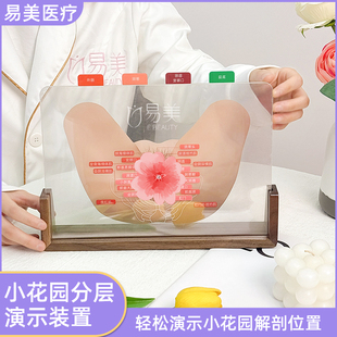 小花园分层演示装置解剖模型美容院专业教学工具亚克力技术教培用