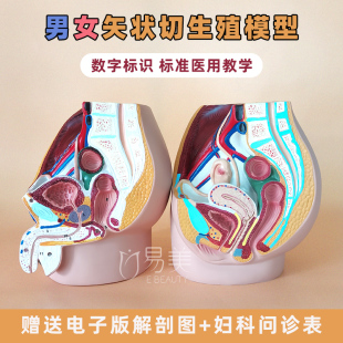 男女性系统器官模型医学教学矢状切摆件人体子宫骨盆泌尿仿真模具