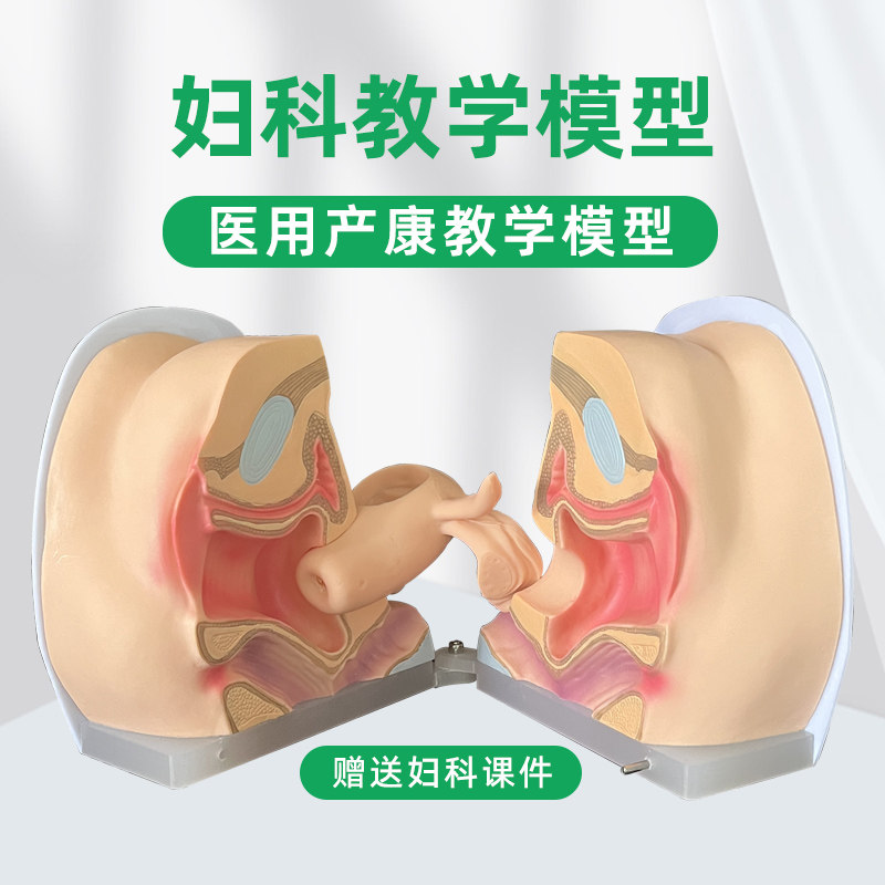 子宫盆底肌闭合教具科普教培模型