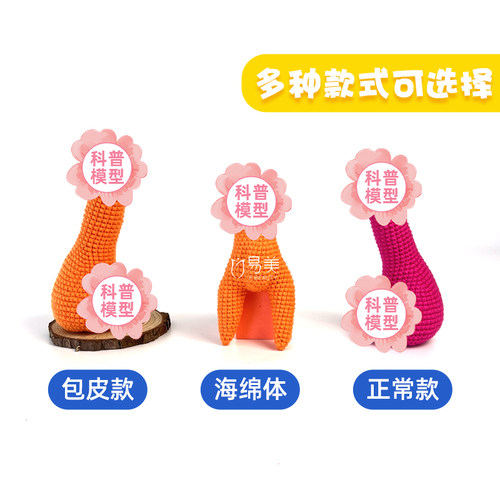 男性针织丁丁模型教培医疗道具