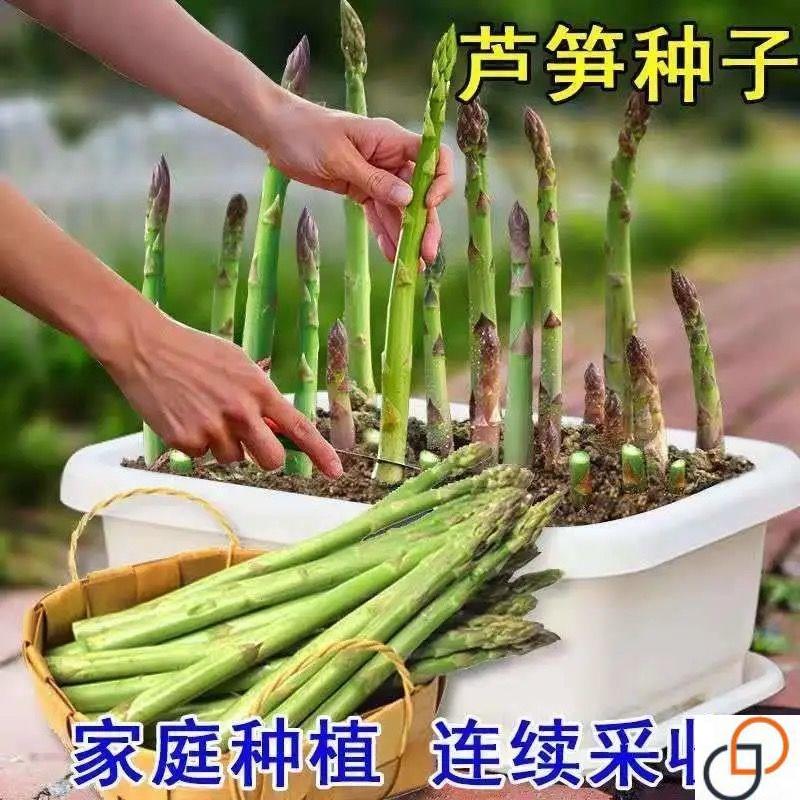 蔬菜种子【芦笋种子】世界名菜多规格菜耐热抗寒蔬菜四季播种盆栽