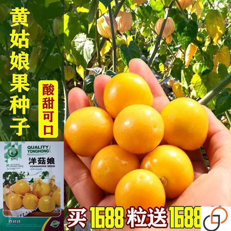 黄姑娘果种子阳台易种一年四季生吃粒粒甜奶油味红姑娘灯笼果种籽