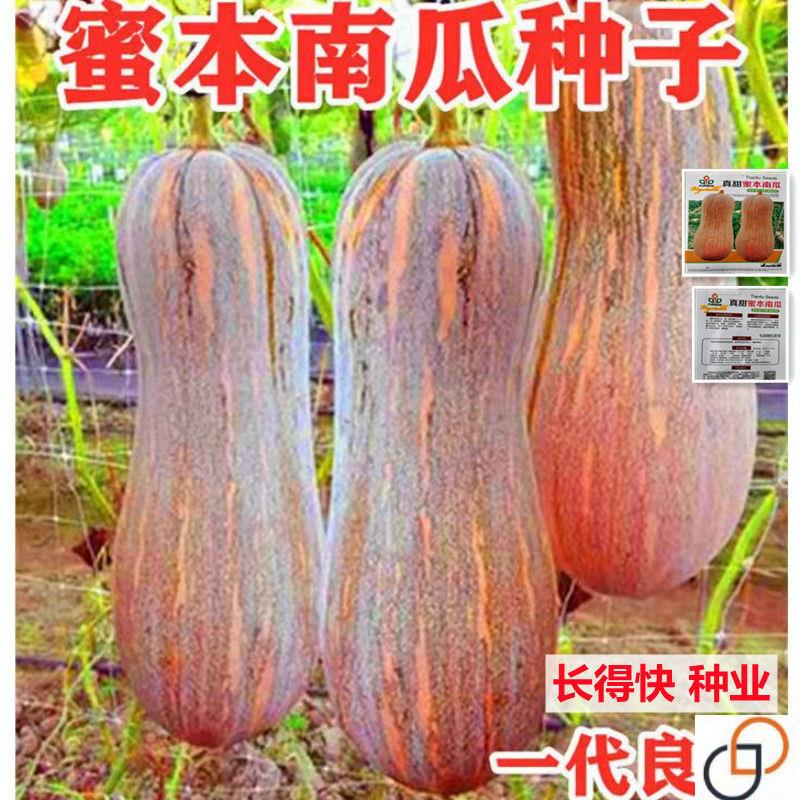早栗蜜本南瓜种子超甜粉面蜜本甜南瓜早熟高产耐贮运四季蔬菜种籽