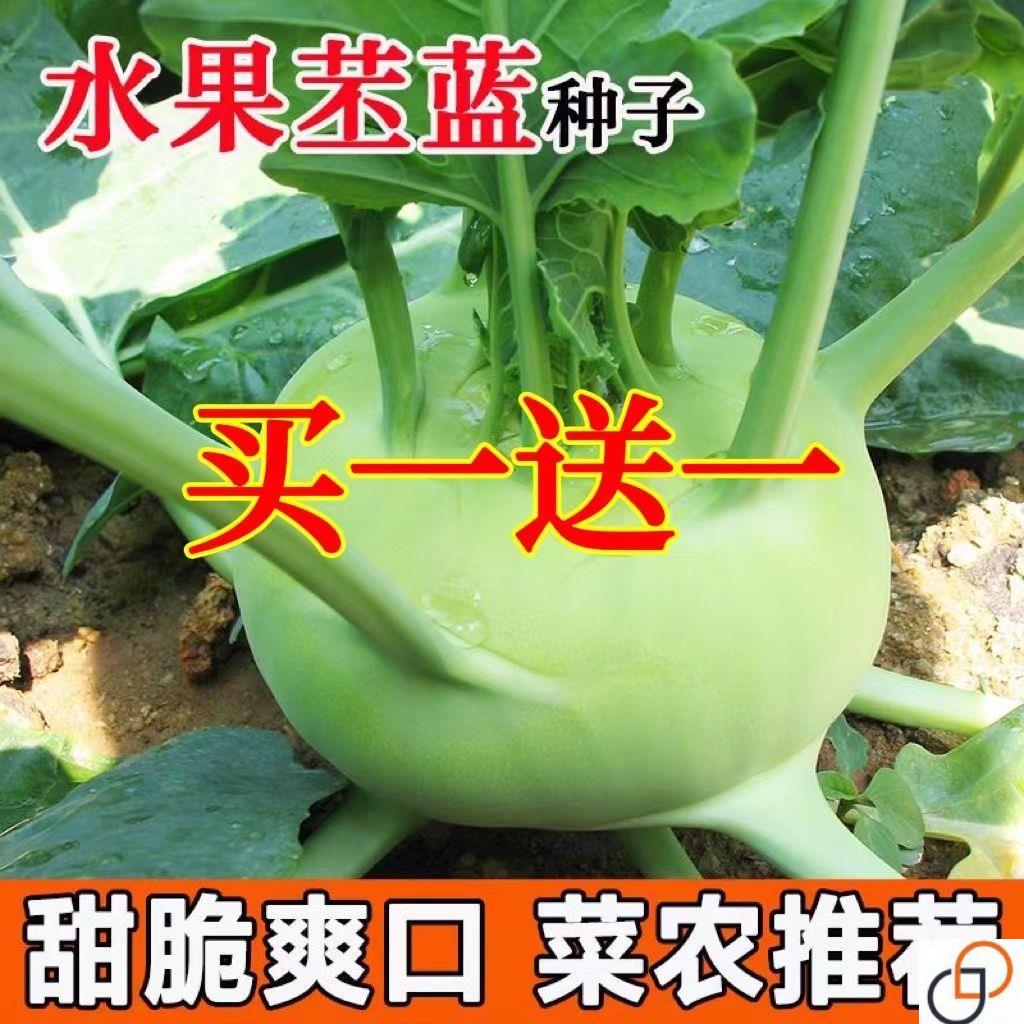 四季水果苤兰种子农科院蔬菜良种翠玉青苤蓝菜球皮兰蔬菜种子