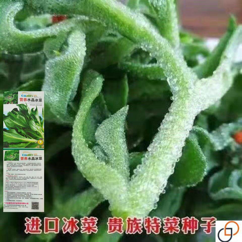 冰草种子冰菜种子非洲冰草新鲜蔬菜种子原装100粒冰草菜 冰菜种子