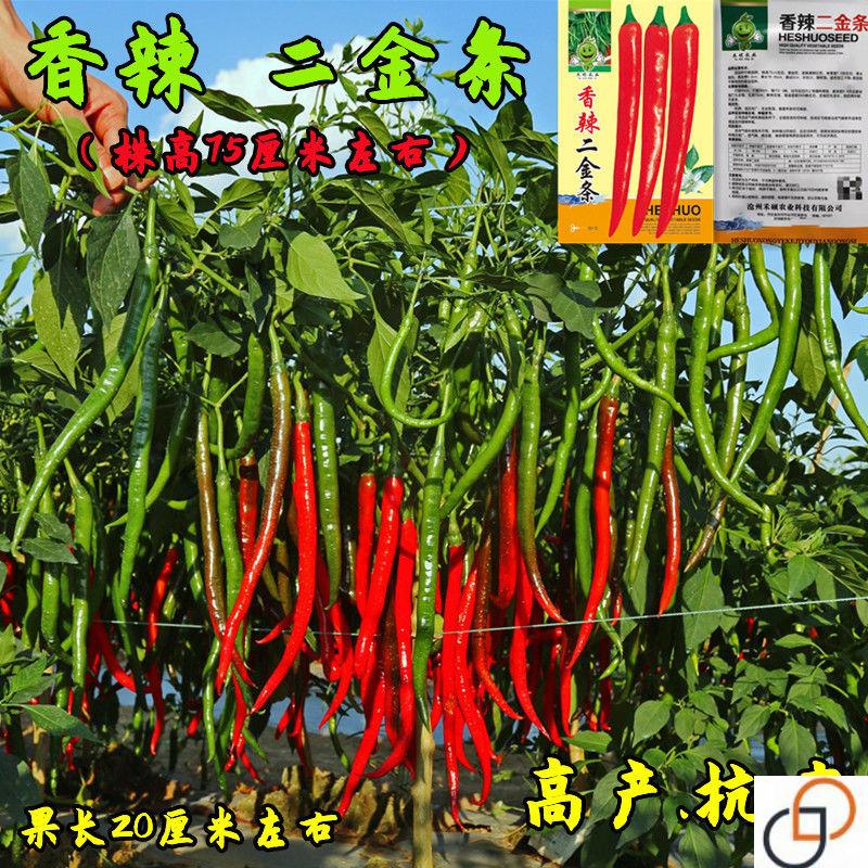 超辣高产二荆条辣椒种子线椒种子四季播早熟阳台盆栽春季蔬菜种孑