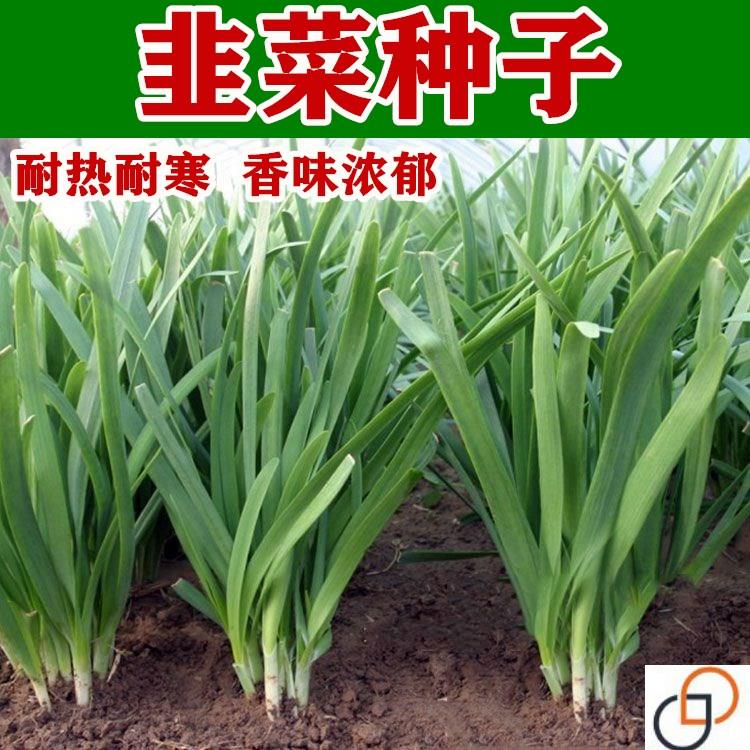 韭菜种子 791大叶香韭菜籽耐热耐寒夏秋四季阳台盆栽田园蔬菜种孑