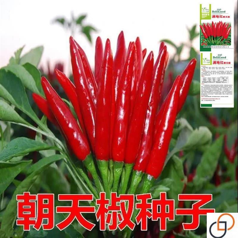 高产新品种朝天椒种子抗病小米辣椒蔬菜种子超辣农田盆栽四季可播