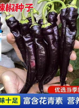 黑辣椒种子营养丰富紫色美人辣椒种籽香辣高产四季春秋盆栽蔬菜孑