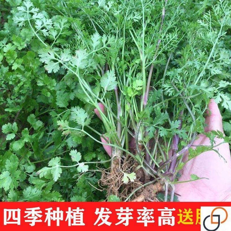香菜种子大全农家盆栽苗大叶芫荽种籽四季食用香菜籽蔬菜种籽种孑