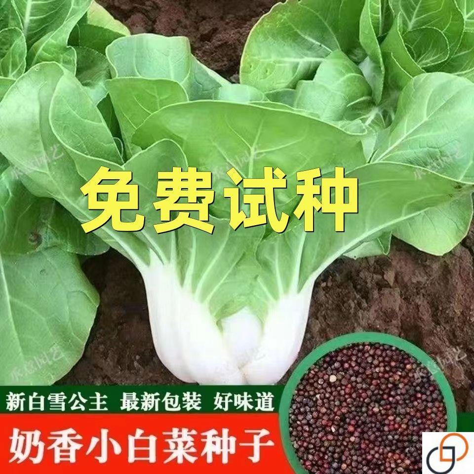 白雪公主小白菜种子矮脚奶白菜四季盆栽阳台菜园高产蔬菜种籽