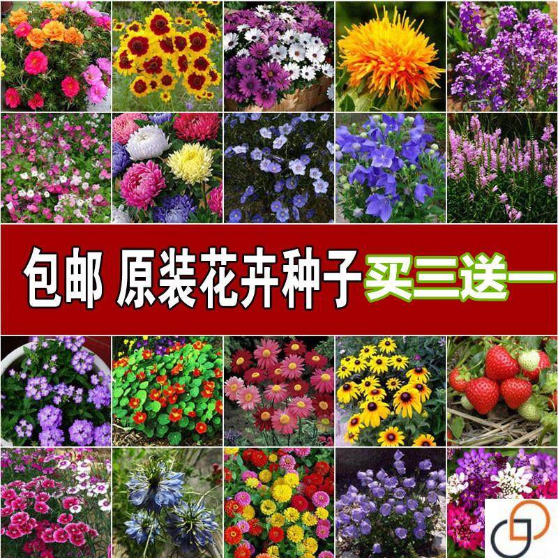 花种籽子四季种易活室外满天星向日葵盆栽植物向日葵卉种子孑,鲜花速递/花卉仿真/绿植园艺,家庭园艺种子,淘宝优惠券,粉丝福利购,淘宝优惠卷