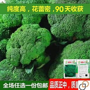 四季播蔬菜种子西兰花种子花青花椰菜种子大面积种植花菜种子