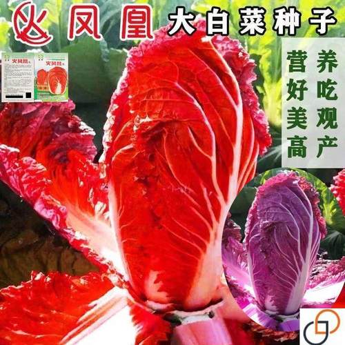 火凤凰红色大白菜种子紫白菜种秋天冬季稀有特色蔬菜种子