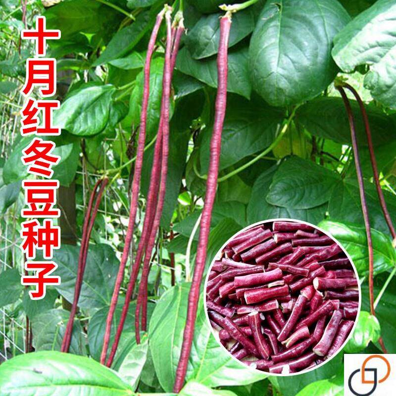 十月红冬豆角种子紫红色长豇豆菜豆种籽春秋农家庭院爬藤蔬菜种孑