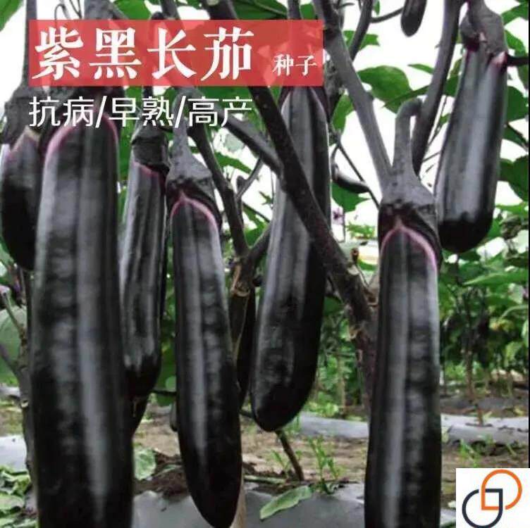 长茄种子紫把长茄种紫黑色茄子种籽产量高口感好春季阳台