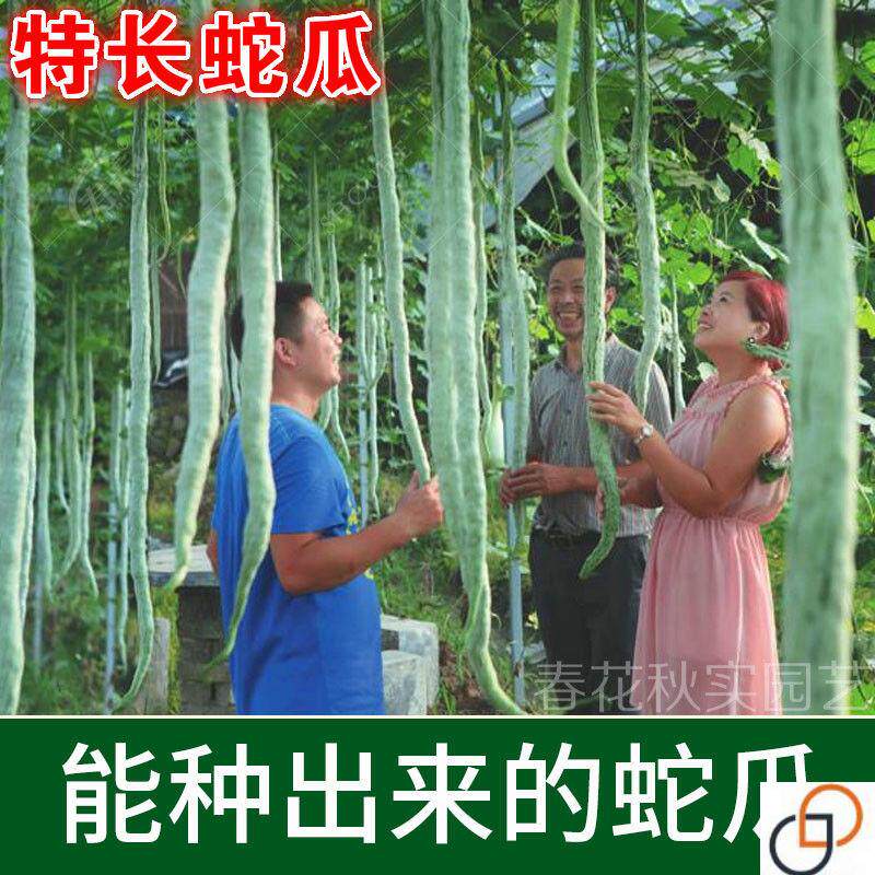 蛇豆种子苗春秋四季特长蔬菜特大超长巨型蛇瓜特长南方蛇豆角种籽