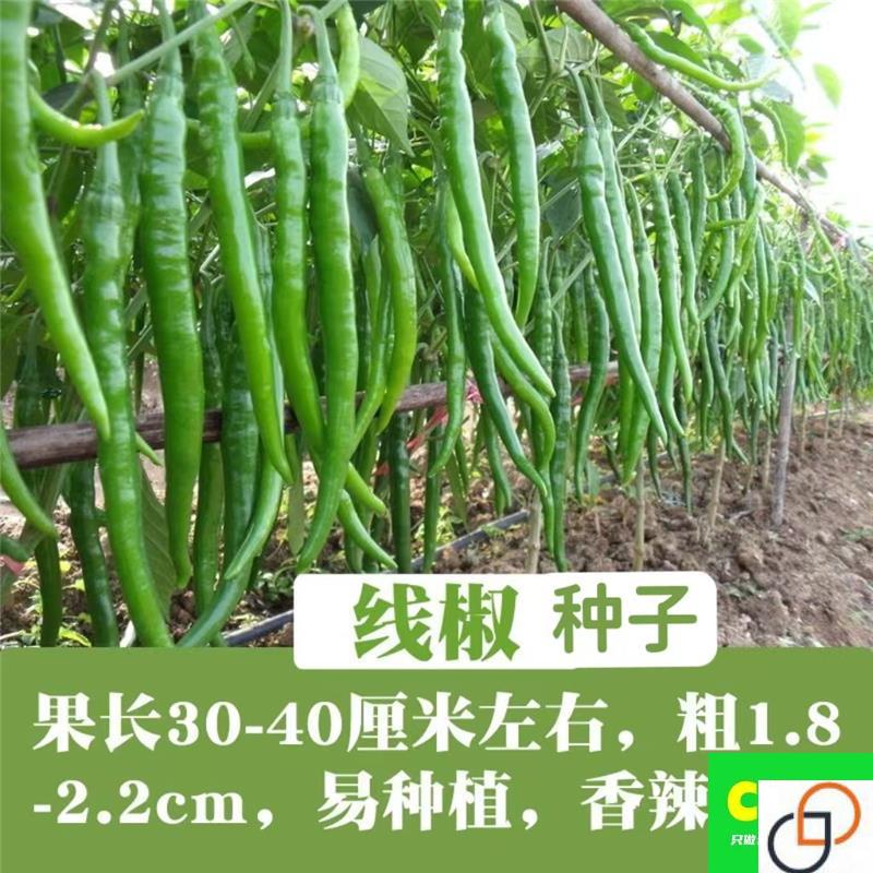 香辣线椒苗种子高产辣椒种籽农家春季四季种植辣椒苗超长线椒高产