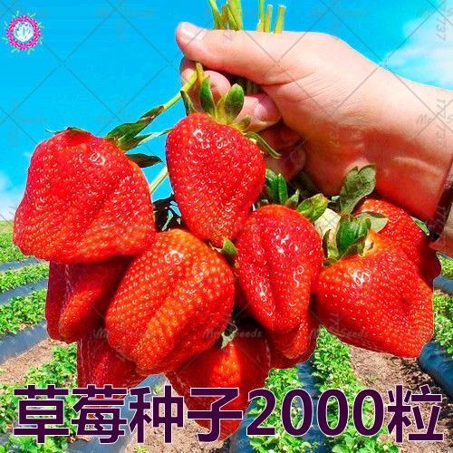 四季播种奶油草莓草莓种子室内阳台盆栽家庭阳台蔬菜花卉水果包邮