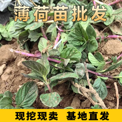 清凉非野生土薄荷种苗盆栽食用植物阳台室内新鲜迷迭香驱蚊草清新