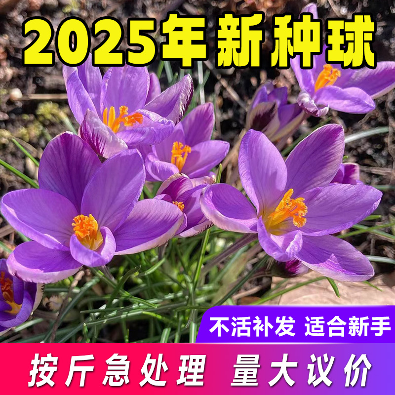 藏红花种球藏红花苗子番红花种球西红花种球泡水喝耐寒盆栽花卉种