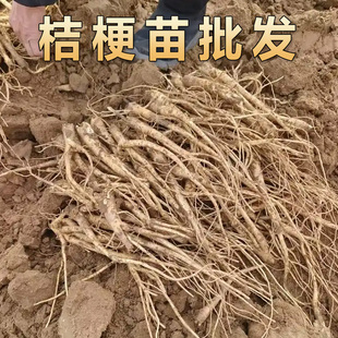 桔梗苗新鲜桔梗名贵药材苗中药材种植苗枸杞百合金银花玉竹连翘