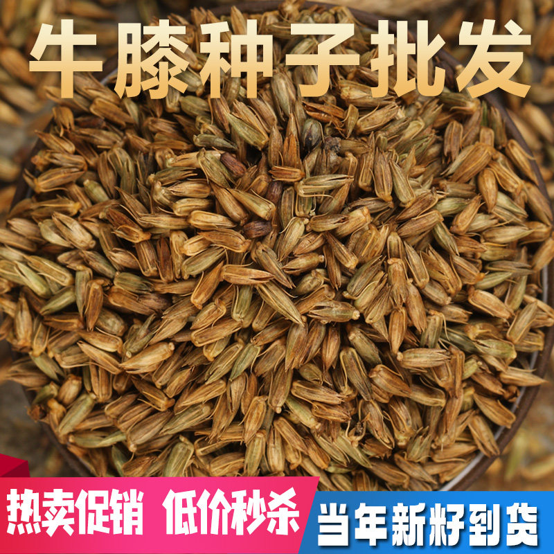 中药材牛膝种子牛夕籽春夏季种植周期短药材另有苍术麦冬红花种孑图片