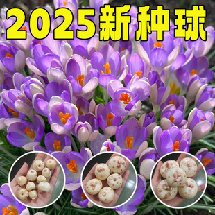 药用藏红花种球西红花耐寒藏红花球种番红花盆栽植物花卉苗种子