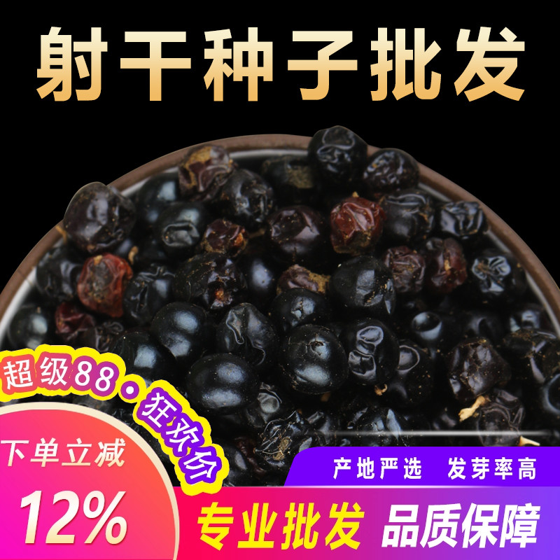 射干种子500克包邮中药材射干花苗种籽四季药用花卉桔梗黄芩种孑