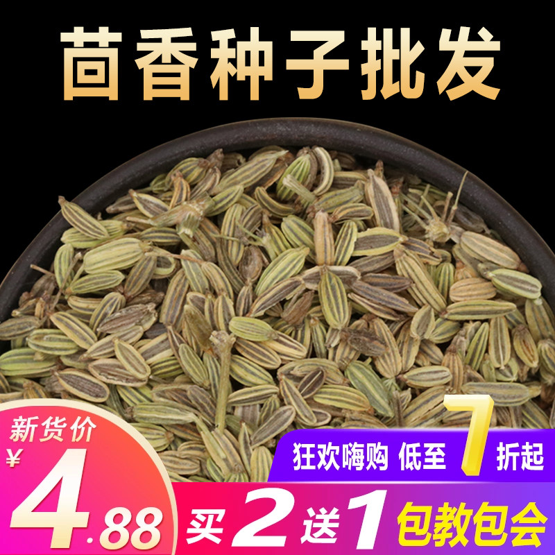 茴香小茴香籽割茬可打粉苗夏季