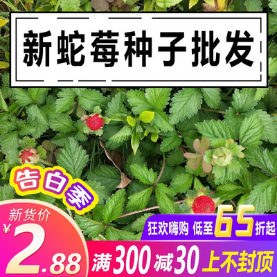 夏季蛇莓种子盆栽四季种植多年生