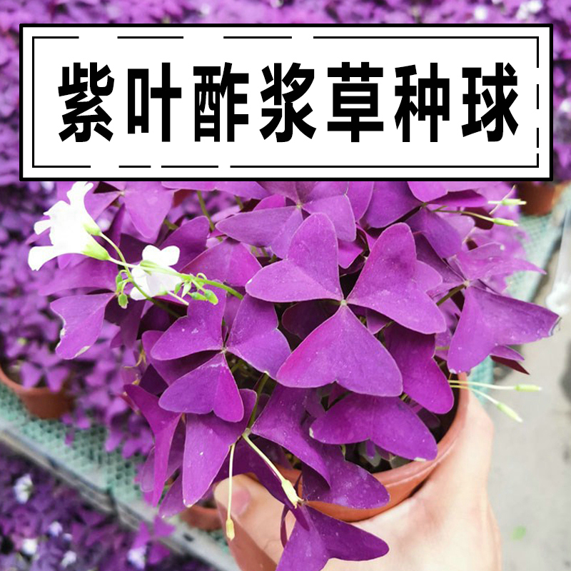 紫叶幸运草四季开花红色