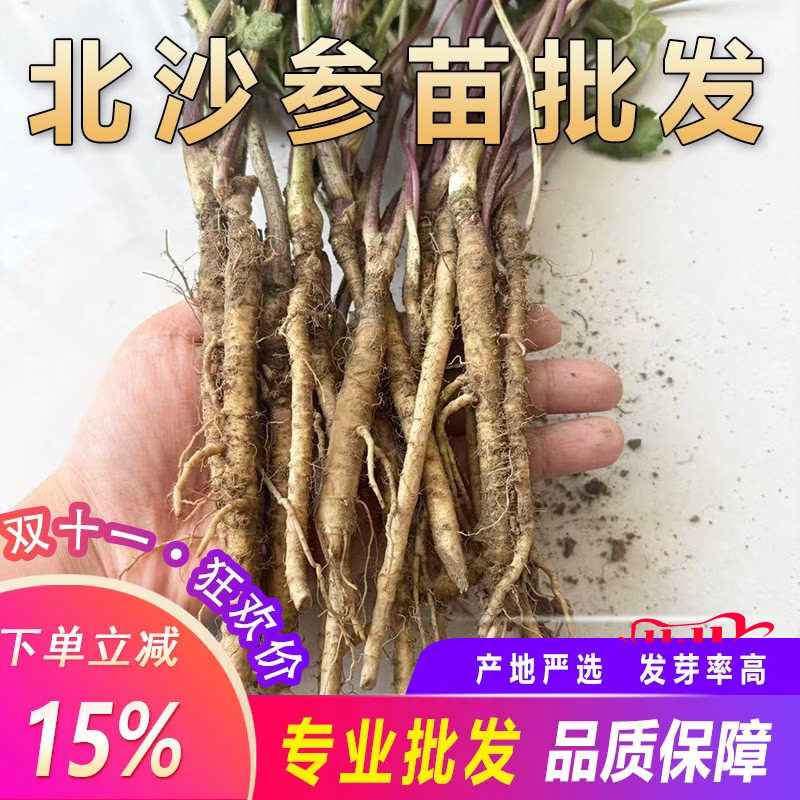 【新鲜现挖】沙参苗中草药北沙参种苗可食用多年生草本耐寒药材苗