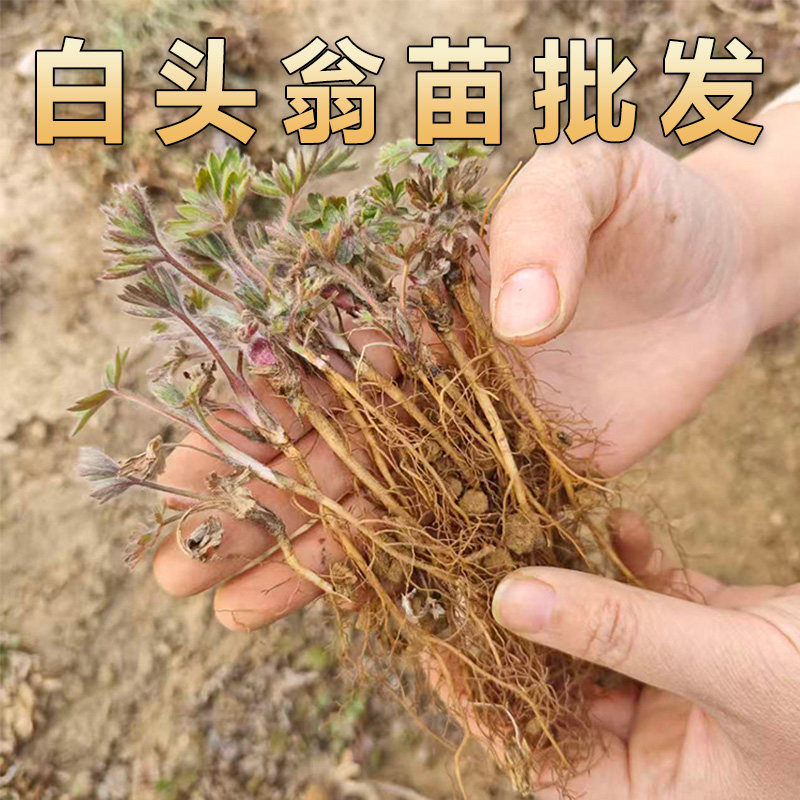 白头翁苗批发新鲜现挖白头翁花苗将军草老冠花老姑草中药材种植苗