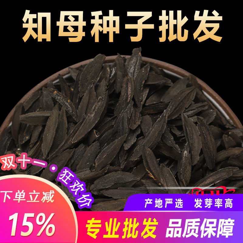 毛知母种子2024新地参子籽种中草药材植物知母种孑春季四季种植