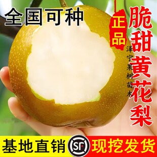 梨树果苗新品种嫁接黄花梨早翠冠皇冠葡萄无花果树活苗南北方种植