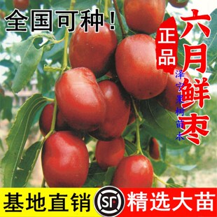 脆甜枣树苗南北方种植盆栽地栽当年结果嫁接早熟六月鲜枣树活苗