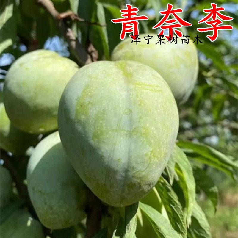 青奈李子树苗脱骨甜脆南北方庭院地栽特大果树盆栽嫁接当年结果 - 实物图