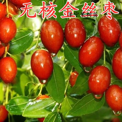 无核金丝小枣树苗高产南北方种植