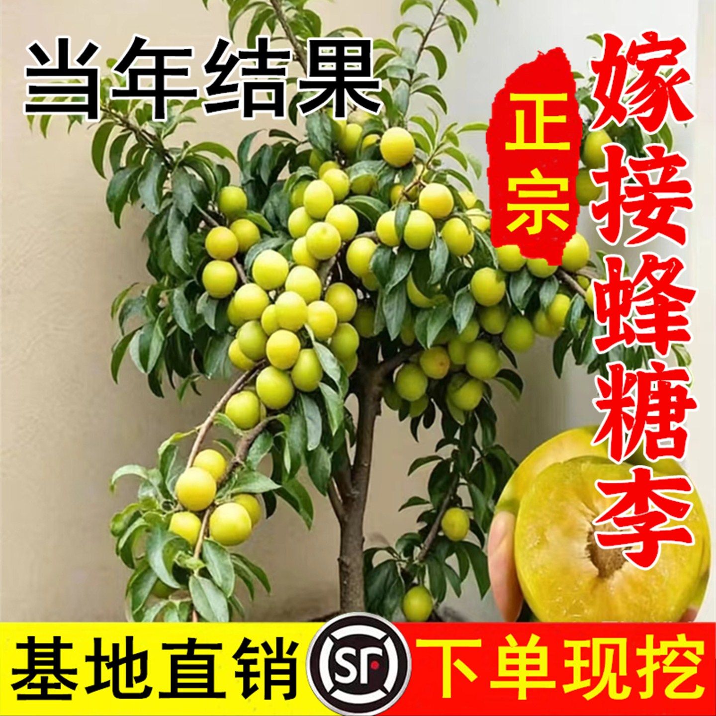 蜂糖李子树苗南北方种植嫁接国峰三华红心黄西梅冰糖甜黑李子树苗,鲜花速递/花卉仿真/绿植园艺,果树,淘宝优惠券,粉丝福利购,淘宝优惠卷