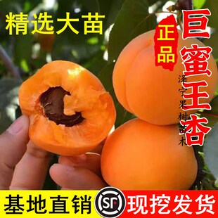 巨蜜王杏苗南北方地栽种植特大杏树果苗盆栽嫁接杏子苗树当年结果